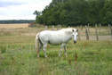 #8: Horse, 200 m from the CP