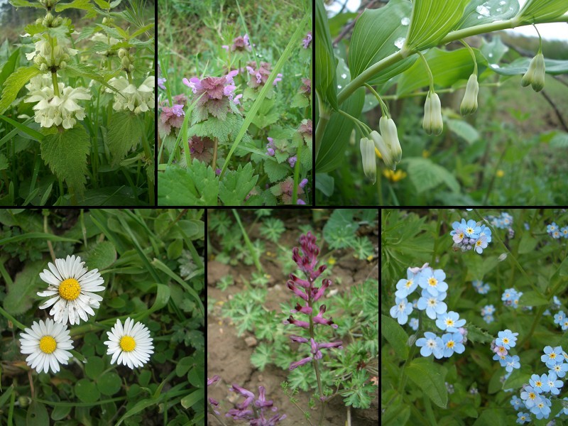 Collection of local flowers
