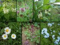 #9: Collection of local flowers