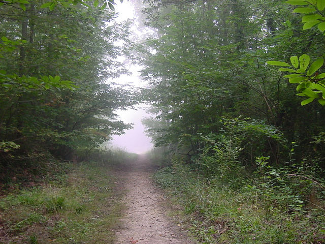 The trail leading to the confluence on a misty morning