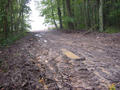#4: The typical condition of the trails in the Forest of the Hautil!