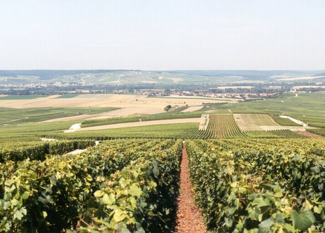 Chardonnay vineyards, the Marne Valley, Epernay