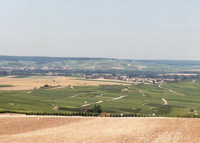 The view: vineyards, Chouilly, Epernay