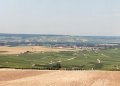 #5: The view: vineyards, Chouilly, Epernay