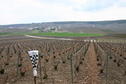 #9: Nearby Champagne field - a few hundred metres from the point
