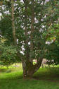 #5: An old tree about 30 ft. ftom the confluence point / Dieser alte Baum befindet sich ca. 10m vom Confluence Punkt