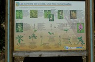 #7: Plants in the area
