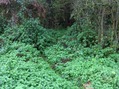#9: Access path to forest