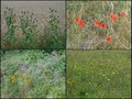 #10: Collection of plants