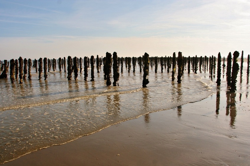 The wooden posts for mussels growing