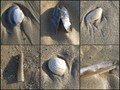 #8: A collection of shells