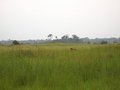 #10: One African buffalo observing two confluence hunters