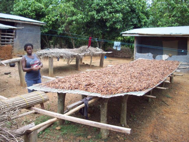 Cocoa drying on a rack