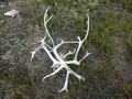 #10: Deer Antlers at the Confluence Point
