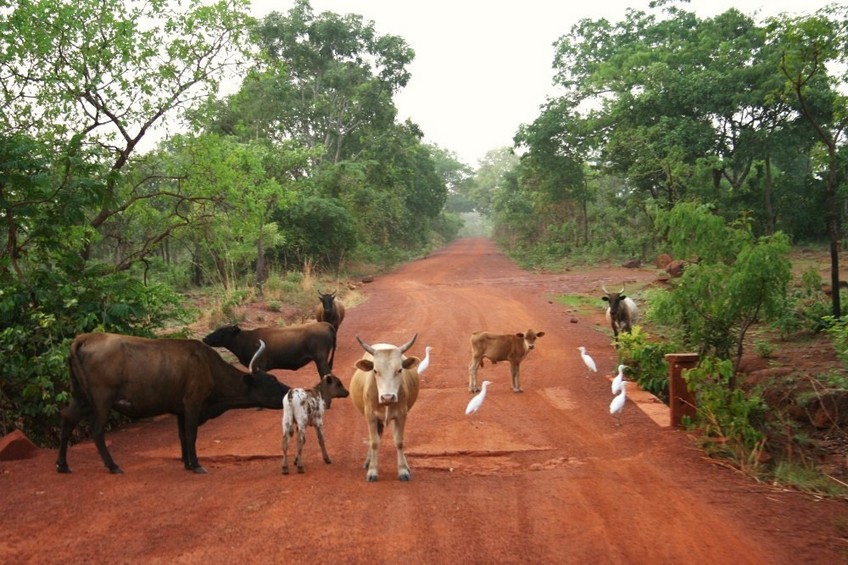 Cows on the track between Kankan and Gbötöla