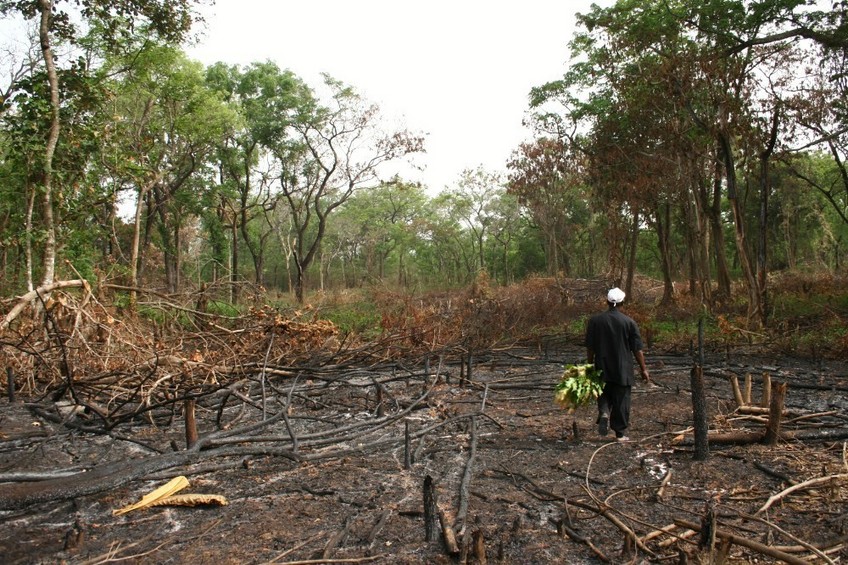 Burned forest to get space for agriculture