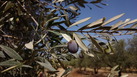 #7: Dark olive at the tree