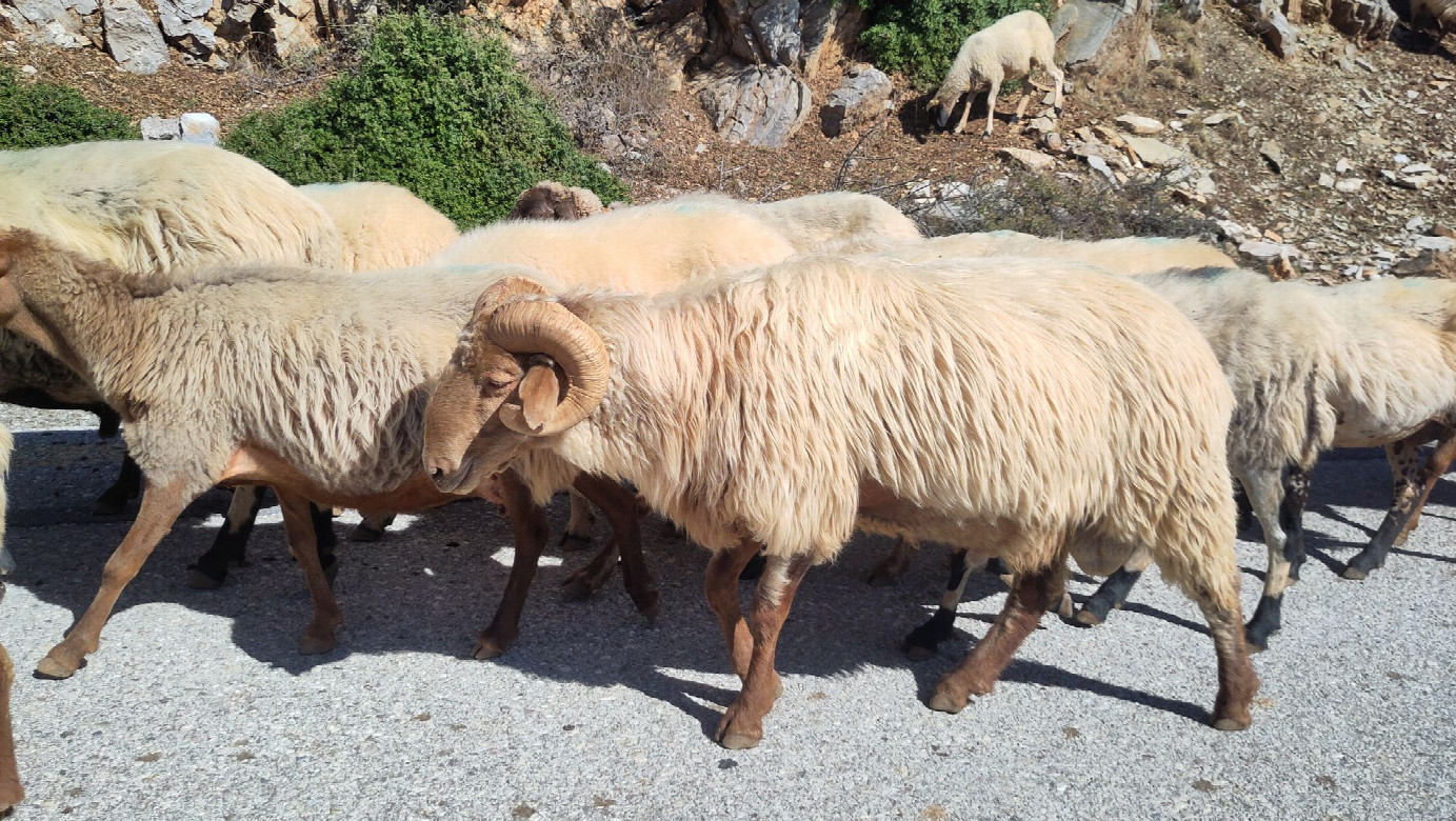 sheep on the road