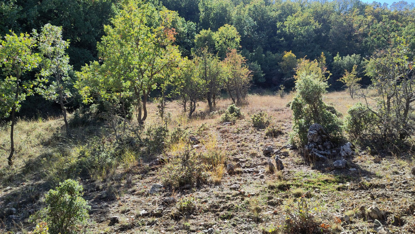 view to the wood from NE