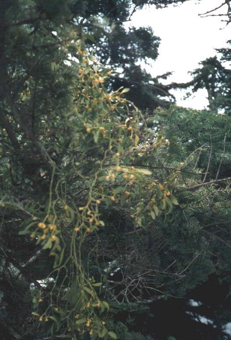 mistletoe on a tree at the confluence
