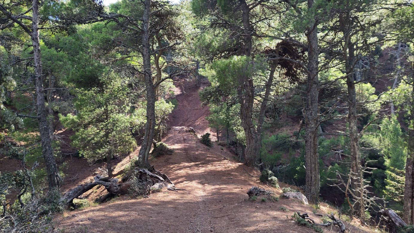 hiking trail with motorcycle tracks