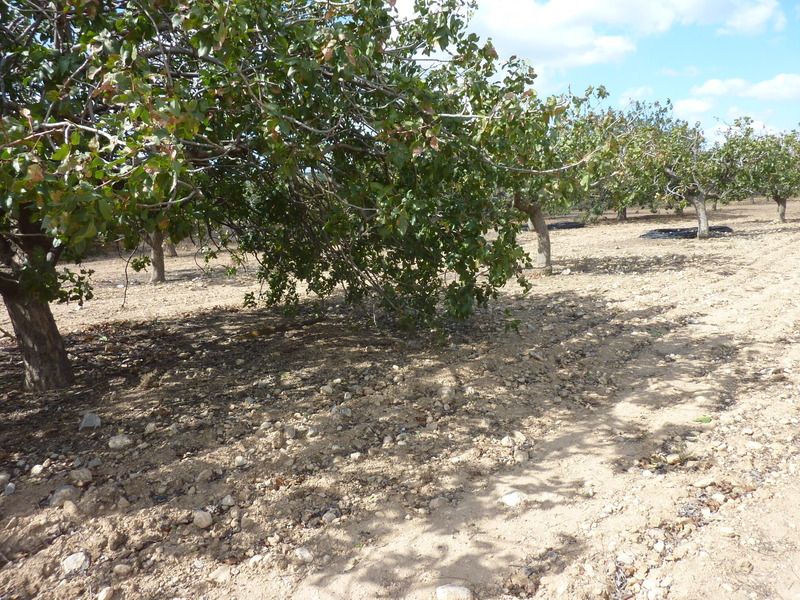 Confluence point under the pistachio tree