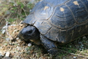 #8: Turtle crossing our path