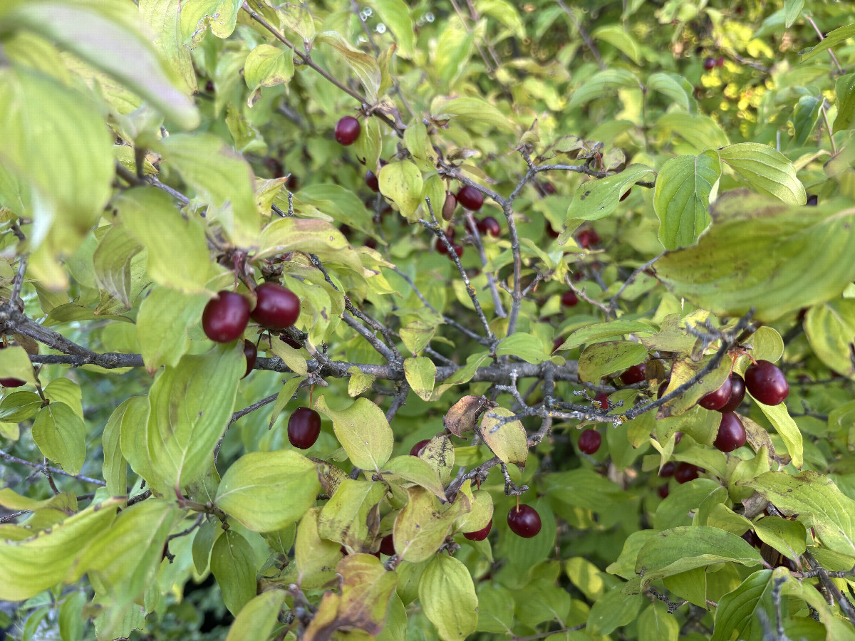 Cornus mas