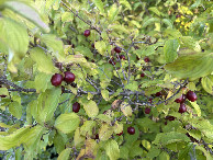 #6: Cornus mas
