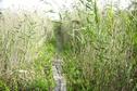 #10: Holzsteg im Schilf / Footbridge in the reeds