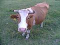 #6: Friendly local resident  : - )