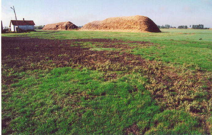 The farm with a stack of straw