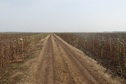 #7: The fields' boundary leads to the confluence / Межа ведет к конфлюенции