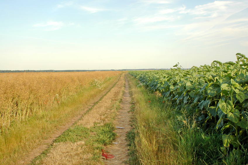 Field road