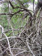 #8: 150m of mangroves and it gets worse