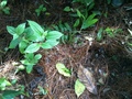 #7: Ground cover at the point
