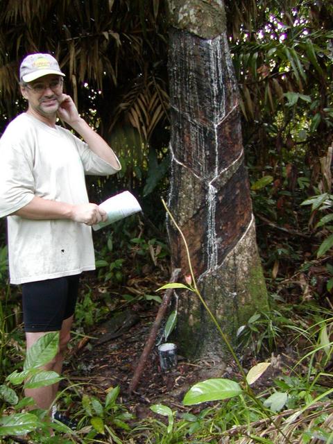 tom and a rubber tree
