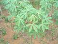 #8: Cassava plants