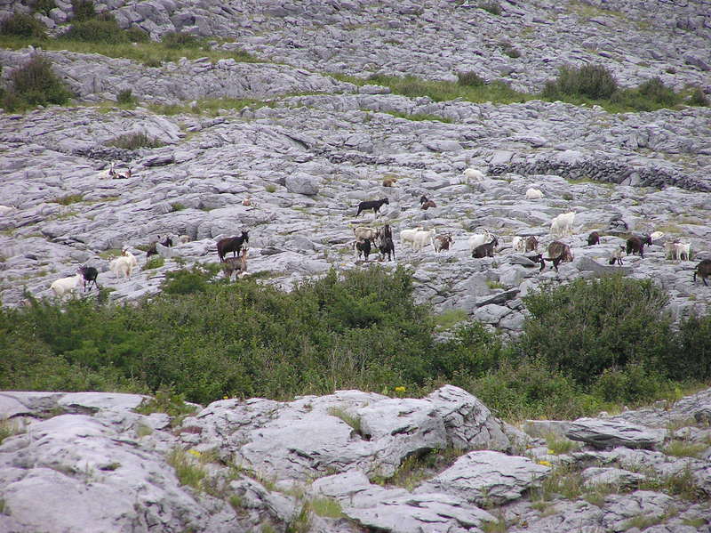 A herd of goats, seen en route to the confluence point