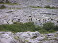 #7: A herd of goats, seen en route to the confluence point