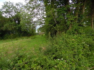 #1: View of the point from 7 metres away over the hedge
