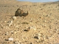 #8: This is the wounded camel that we saw