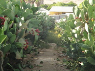 #9: Cactus plantation