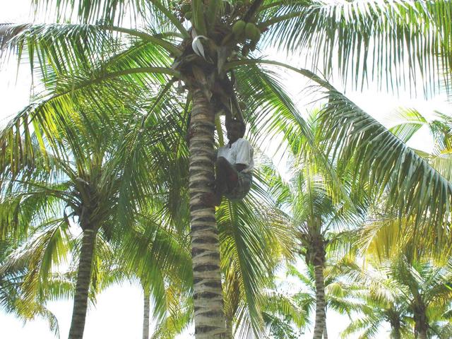Muniyandi cutting coconuts for us