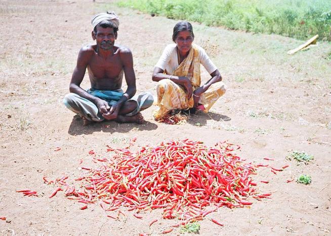 Raasi & his wife with their harvest