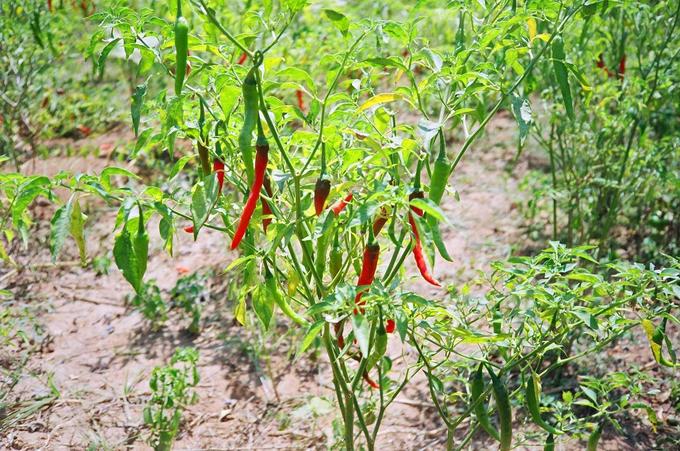 Chilli peppers in Raasi's farm