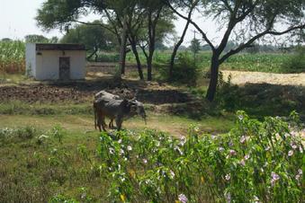 #1: Cows grazing in sugar cane fields