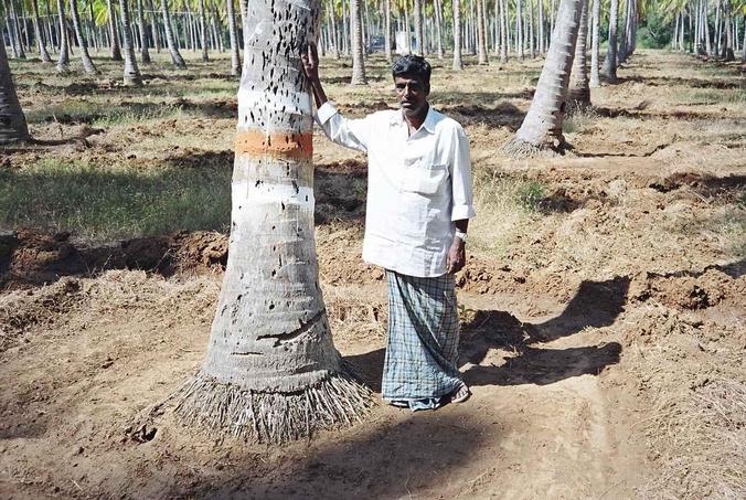 Nanjunda Naik - Caretaker of the coconut plantation