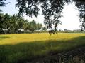 #6: View from the Katpadi-Gudiyatham road: beyond the fields is the railway line.