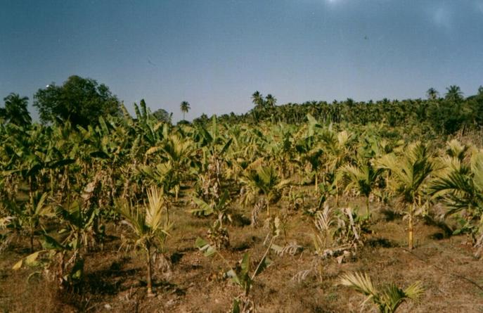 Banana plantation 30 meters from 14N76E
